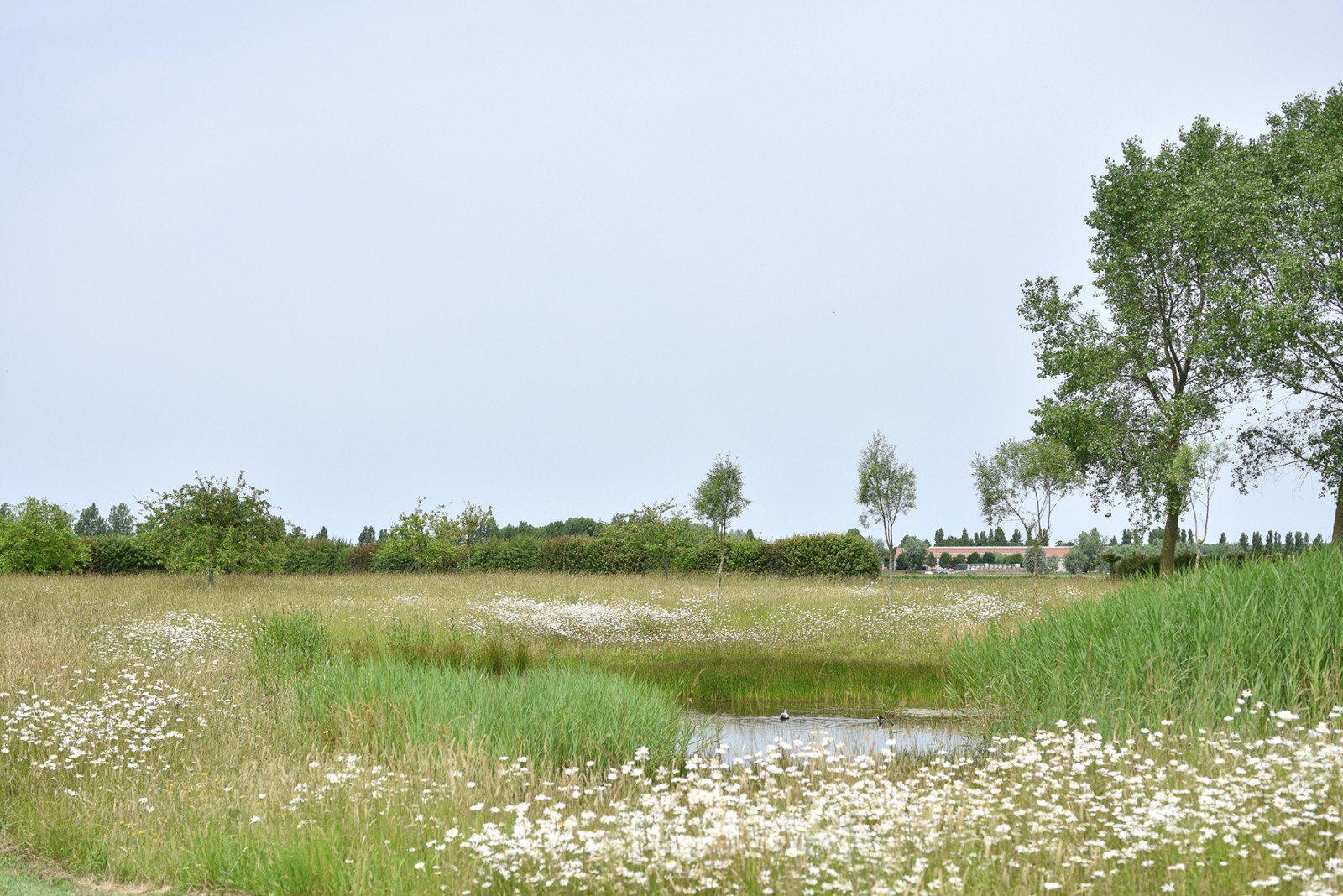 Maison de campagne unique sur une magnifique propriété de 2,4 hectares à Knokke 6